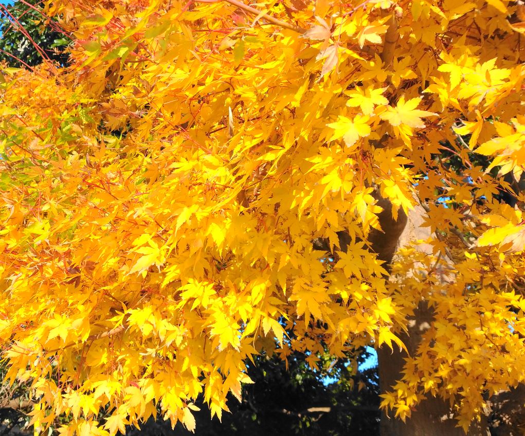 自宅の珊瑚閣モミジ紅葉 横浜本村 サニープレイス ビューテラス